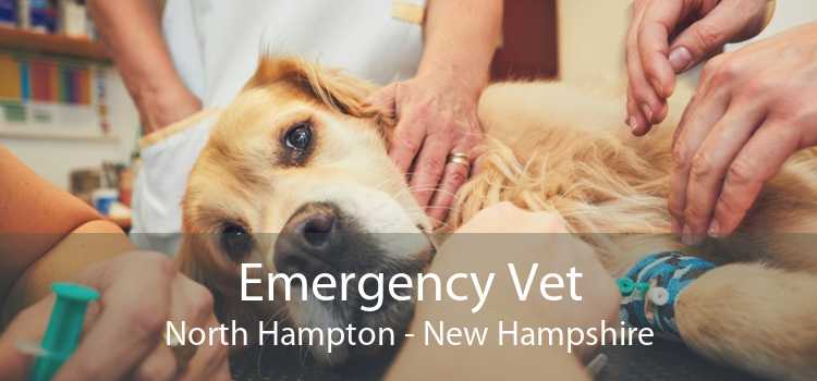 Emergency Vet North Hampton - New Hampshire
