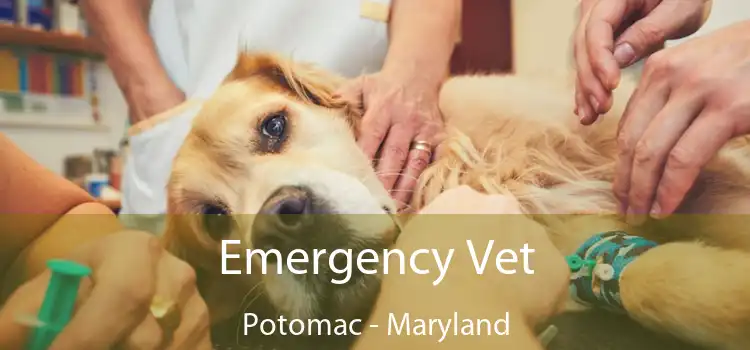 Emergency Vet Potomac - Maryland