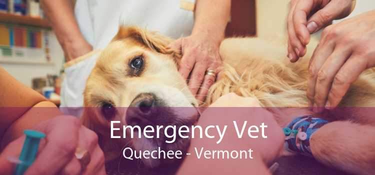 Emergency Vet Quechee - Vermont