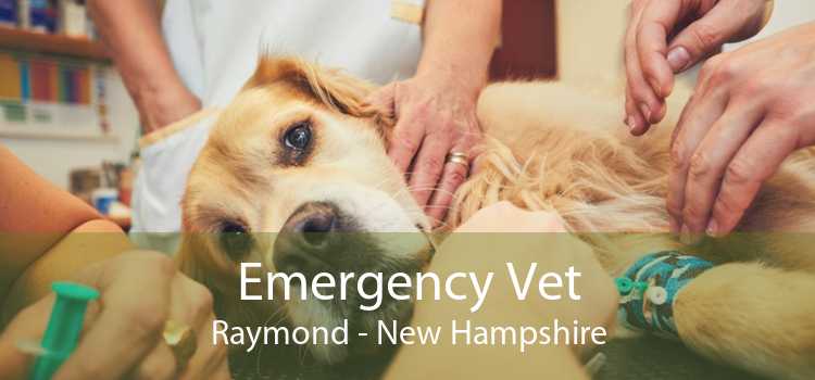 Emergency Vet Raymond - New Hampshire