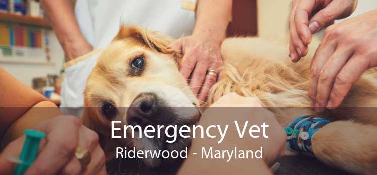 Emergency Vet Riderwood - Maryland