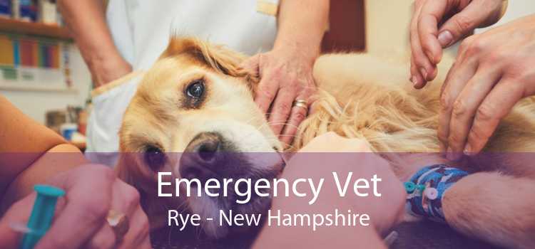 Emergency Vet Rye - New Hampshire