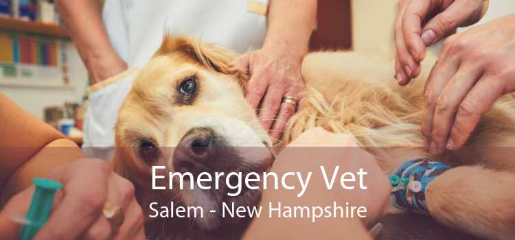 Emergency Vet Salem - New Hampshire