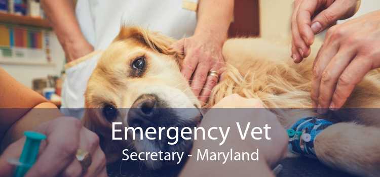 Emergency Vet Secretary - Maryland