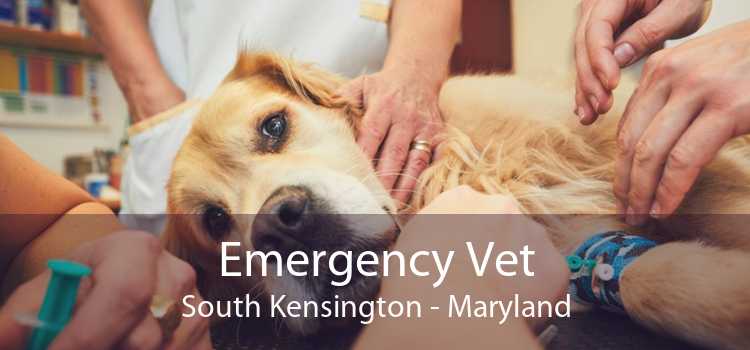 Emergency Vet South Kensington - Maryland