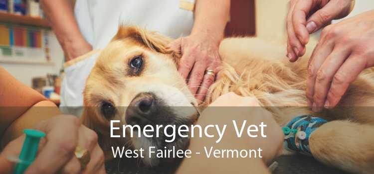 Emergency Vet West Fairlee - Vermont