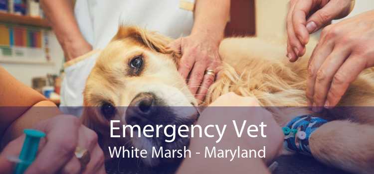 Emergency Vet White Marsh - Maryland