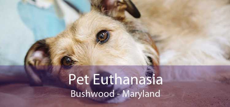 Pet Euthanasia Bushwood - Maryland