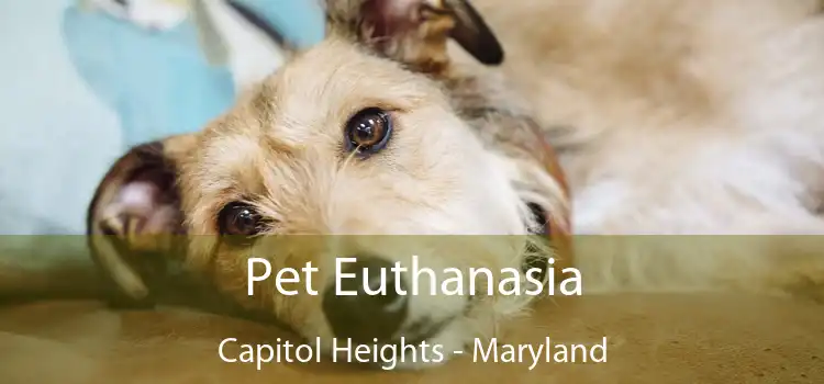 Pet Euthanasia Capitol Heights - Maryland