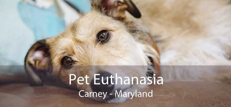 Pet Euthanasia Carney - Maryland