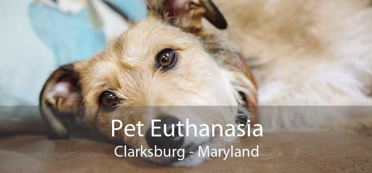 Pet Euthanasia Clarksburg - Maryland