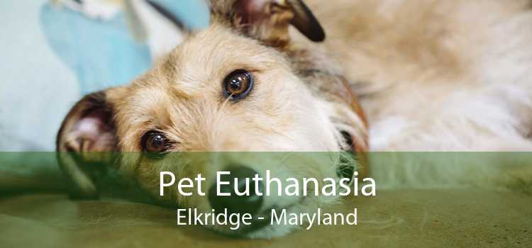 Pet Euthanasia Elkridge - Maryland