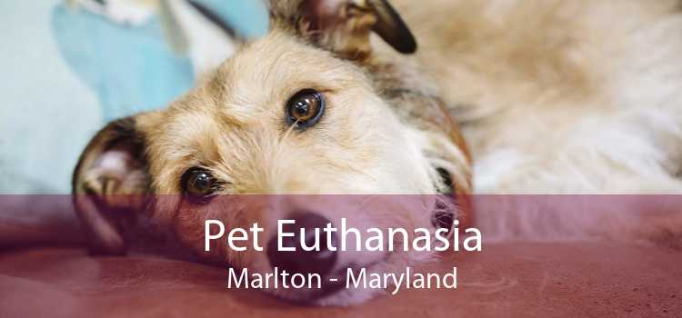 Pet Euthanasia Marlton - Maryland