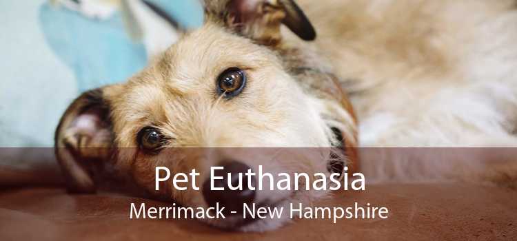 Pet Euthanasia Merrimack - New Hampshire
