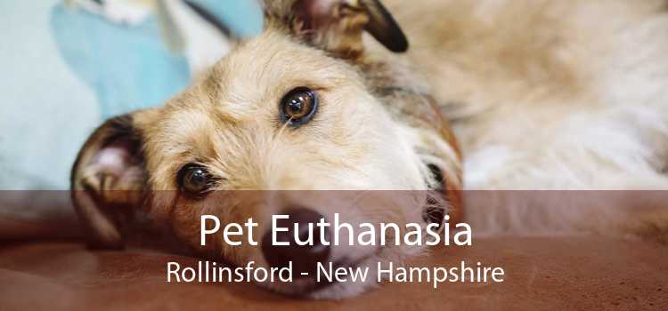 Pet Euthanasia Rollinsford - New Hampshire