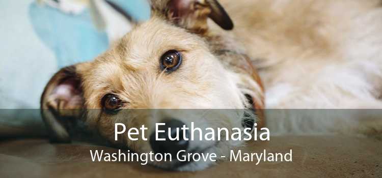 Pet Euthanasia Washington Grove - Maryland