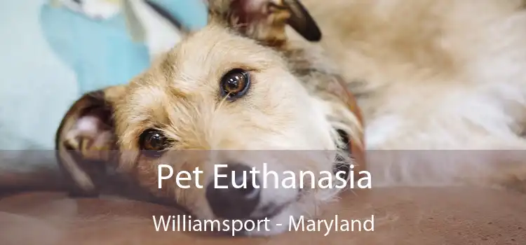 Pet Euthanasia Williamsport - Maryland