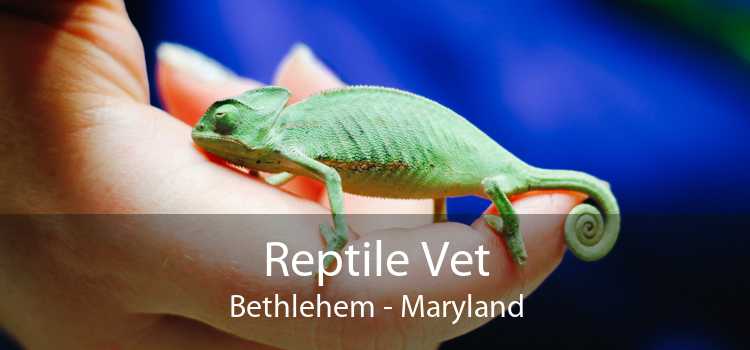 Reptile Vet Bethlehem - Maryland
