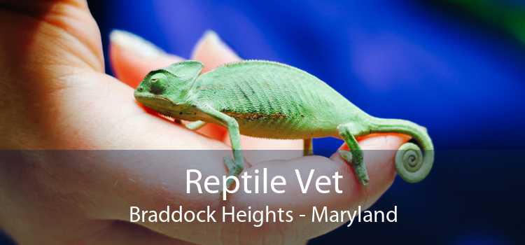 Reptile Vet Braddock Heights - Maryland