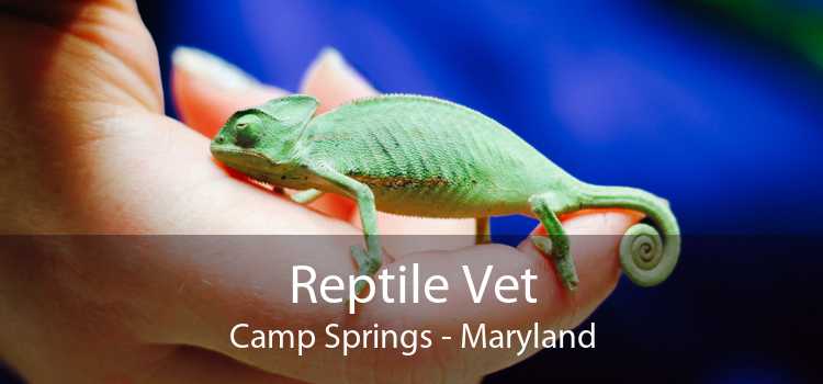 Reptile Vet Camp Springs - Maryland