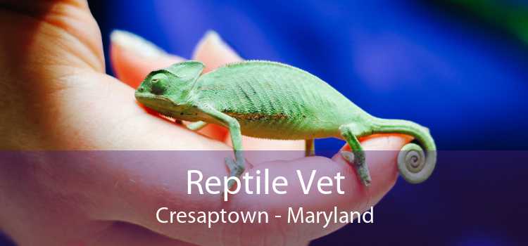 Reptile Vet Cresaptown - Maryland