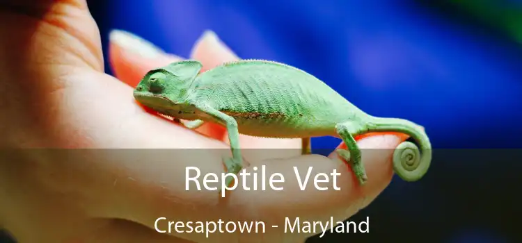 Reptile Vet Cresaptown - Maryland