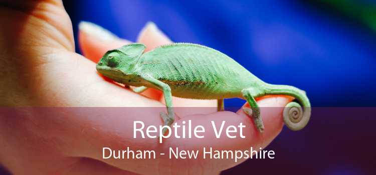 Reptile Vet Durham - New Hampshire