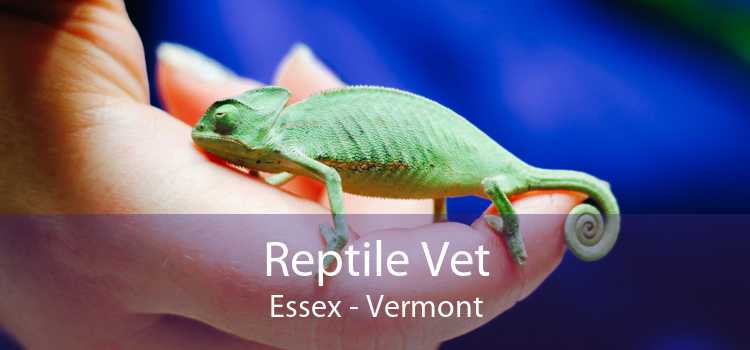 Reptile Vet Essex - Vermont