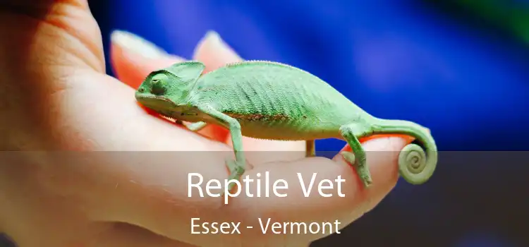 Reptile Vet Essex - Vermont