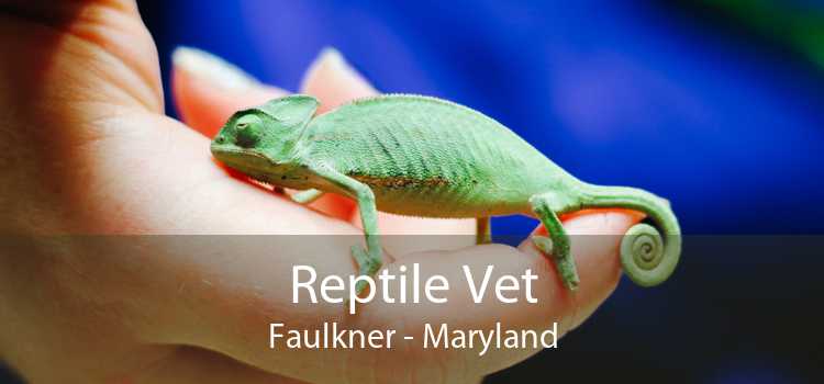 Reptile Vet Faulkner - Maryland