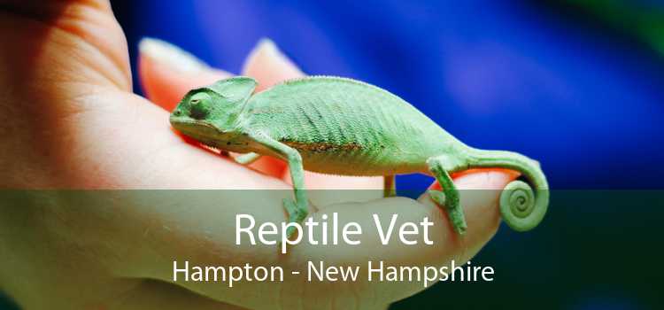 Reptile Vet Hampton - New Hampshire
