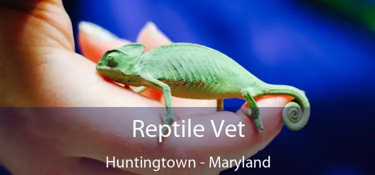 Reptile Vet Huntingtown - Maryland