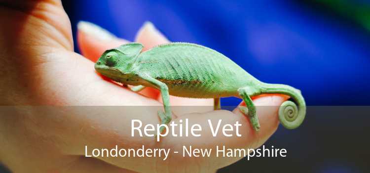 Reptile Vet Londonderry - New Hampshire