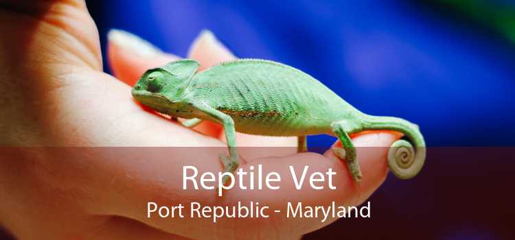 Reptile Vet Port Republic - Maryland