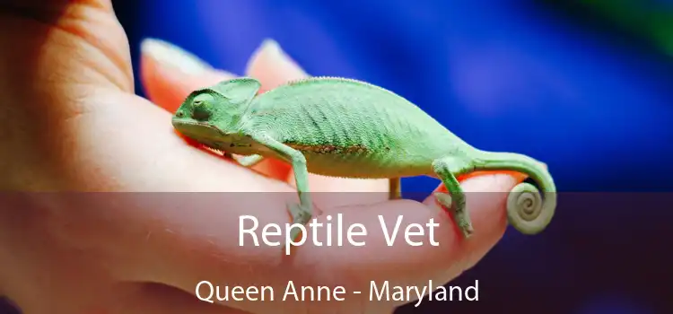 Reptile Vet Queen Anne - Maryland