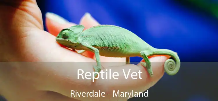 Reptile Vet Riverdale - Maryland