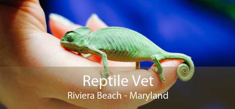 Reptile Vet Riviera Beach - Maryland