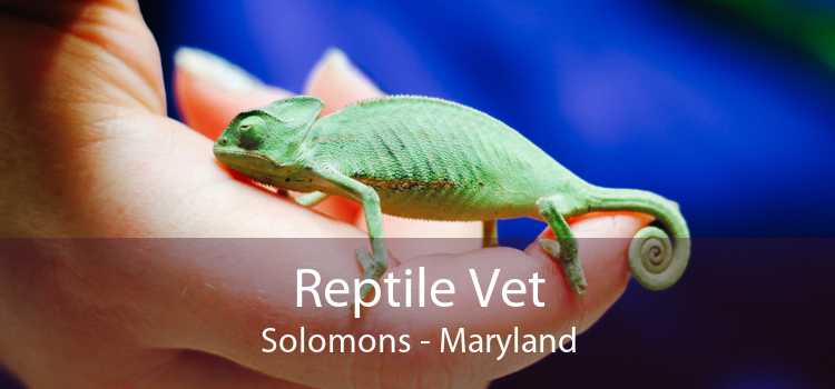 Reptile Vet Solomons - Maryland
