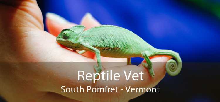 Reptile Vet South Pomfret - Vermont