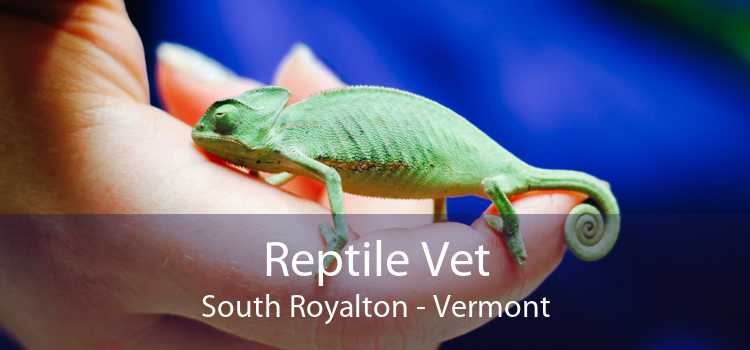 Reptile Vet South Royalton - Vermont