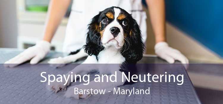 Spaying and Neutering Barstow - Maryland