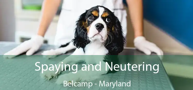 Spaying and Neutering Belcamp - Maryland
