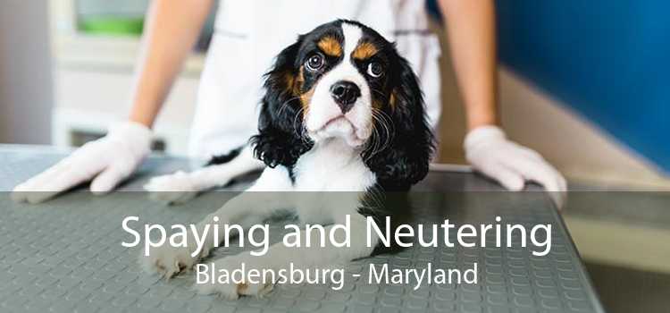 Spaying and Neutering Bladensburg - Maryland