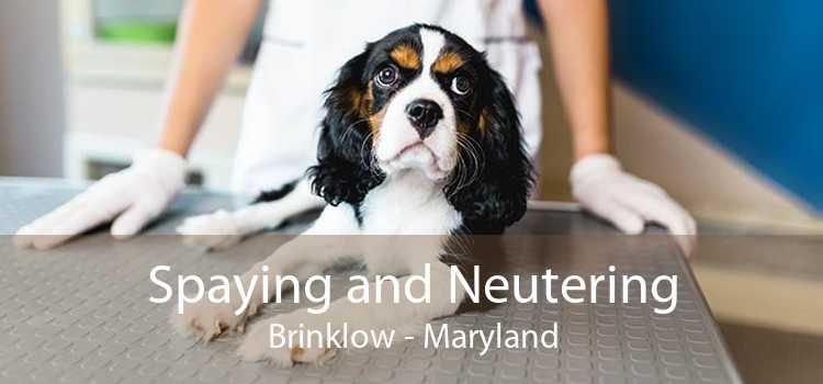 Spaying and Neutering Brinklow - Maryland