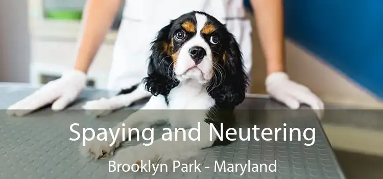Spaying and Neutering Brooklyn Park - Maryland