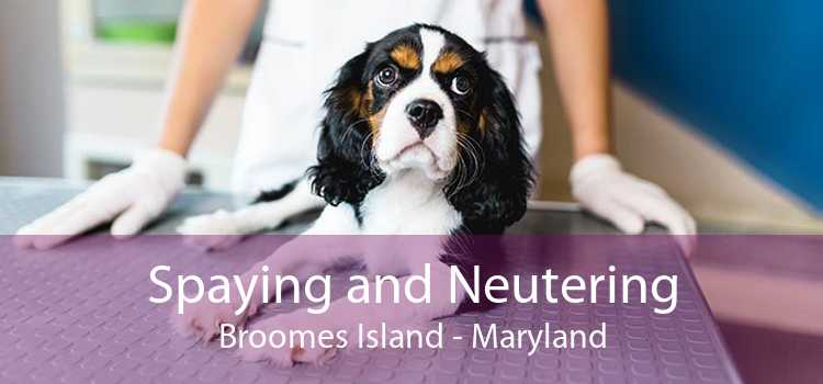 Spaying and Neutering Broomes Island - Maryland