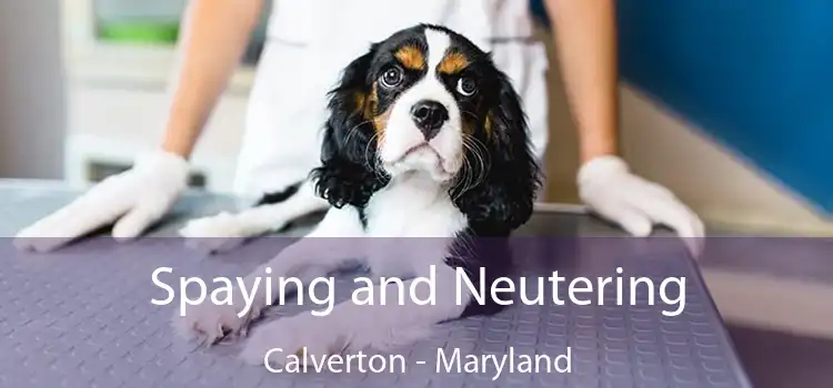 Spaying and Neutering Calverton - Maryland