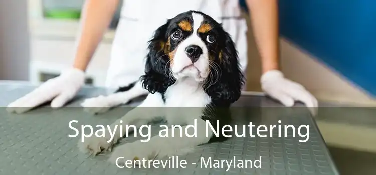 Spaying and Neutering Centreville - Maryland