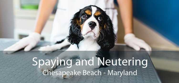 Spaying and Neutering Chesapeake Beach - Maryland