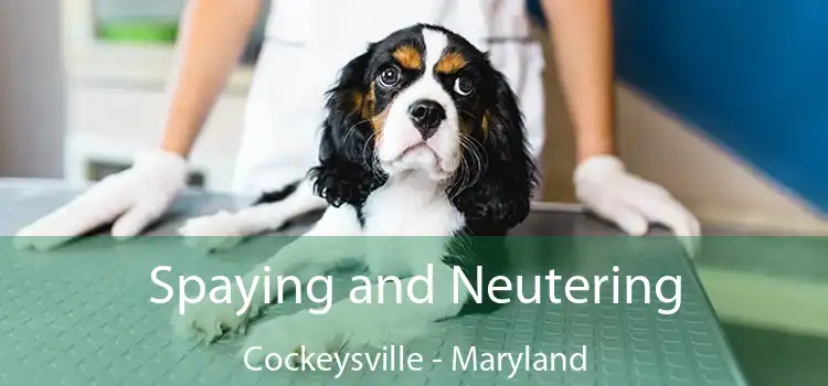 Spaying and Neutering Cockeysville - Maryland